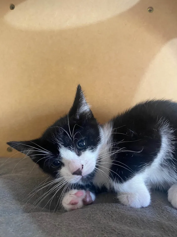 Gato ra a Srd idade Abaixo de 2 meses nome Pedro Henrique 