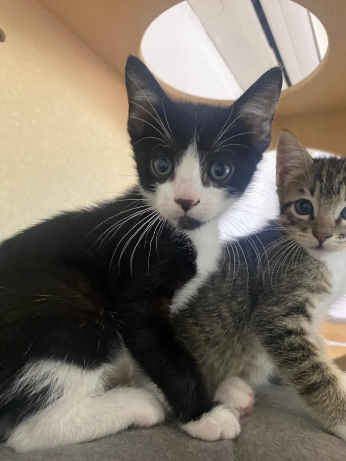 Gato ra a Srd idade Abaixo de 2 meses nome Pedro Henrique 