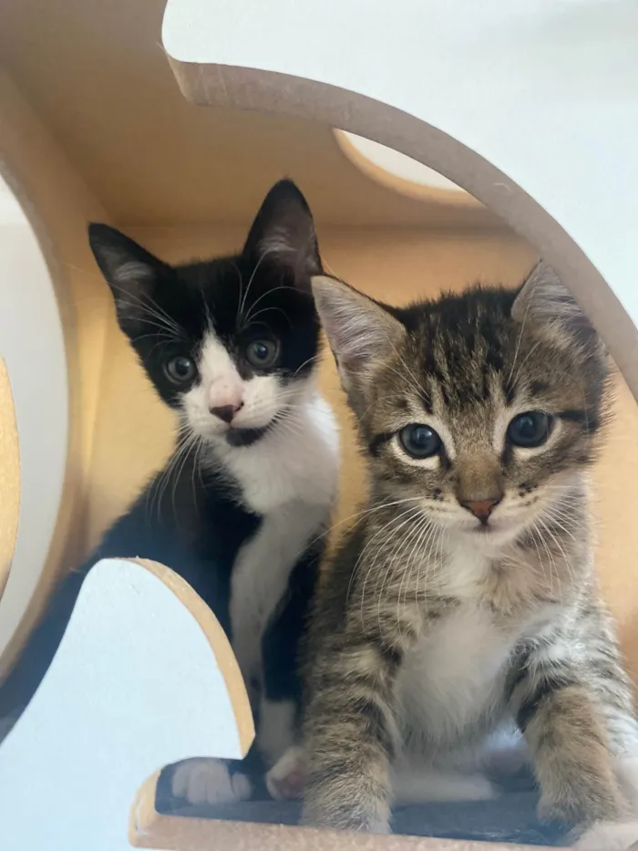 Gato ra a Srd idade Abaixo de 2 meses nome Pedro Henrique 