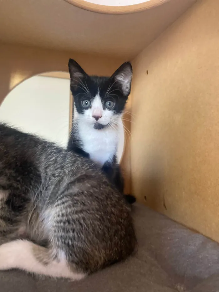 Gato ra a Srd idade Abaixo de 2 meses nome Pedro Henrique 