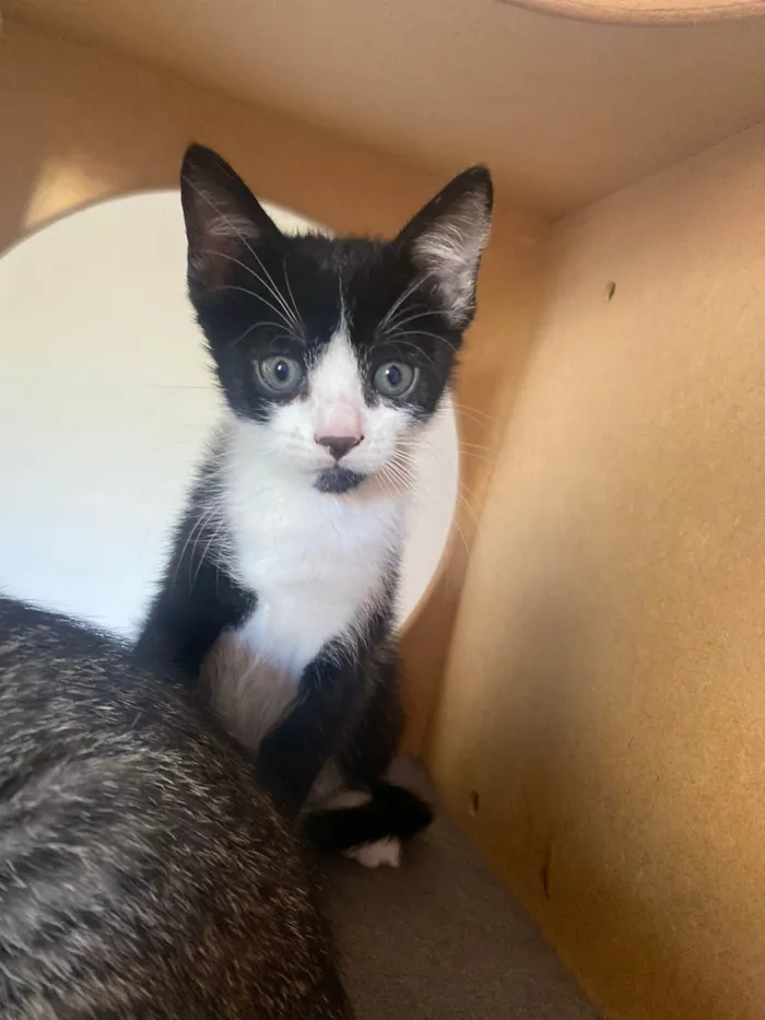 Gato ra a Srd idade Abaixo de 2 meses nome Pedro Henrique 