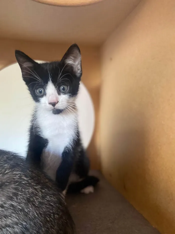 Gato ra a Srd idade Abaixo de 2 meses nome Pedro Henrique 