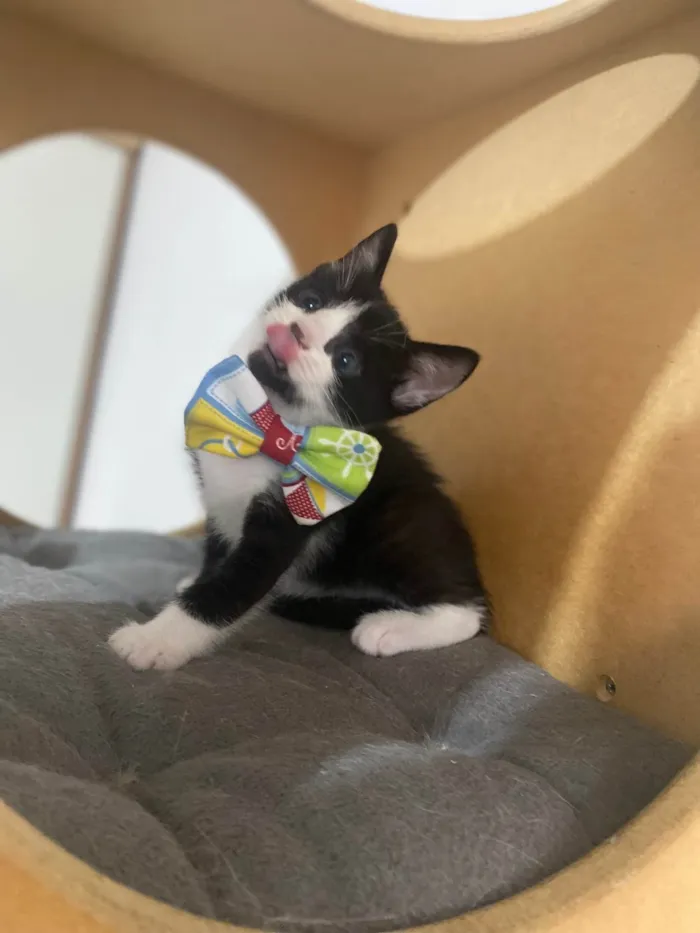 Gato ra a Srd idade Abaixo de 2 meses nome Pedro Henrique 