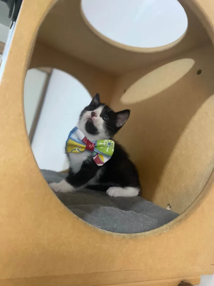 Gato ra a Srd idade Abaixo de 2 meses nome Pedro Henrique 