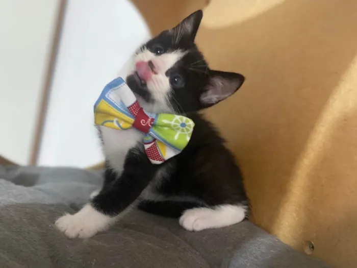 Gato ra a Srd idade Abaixo de 2 meses nome Pedro Henrique 