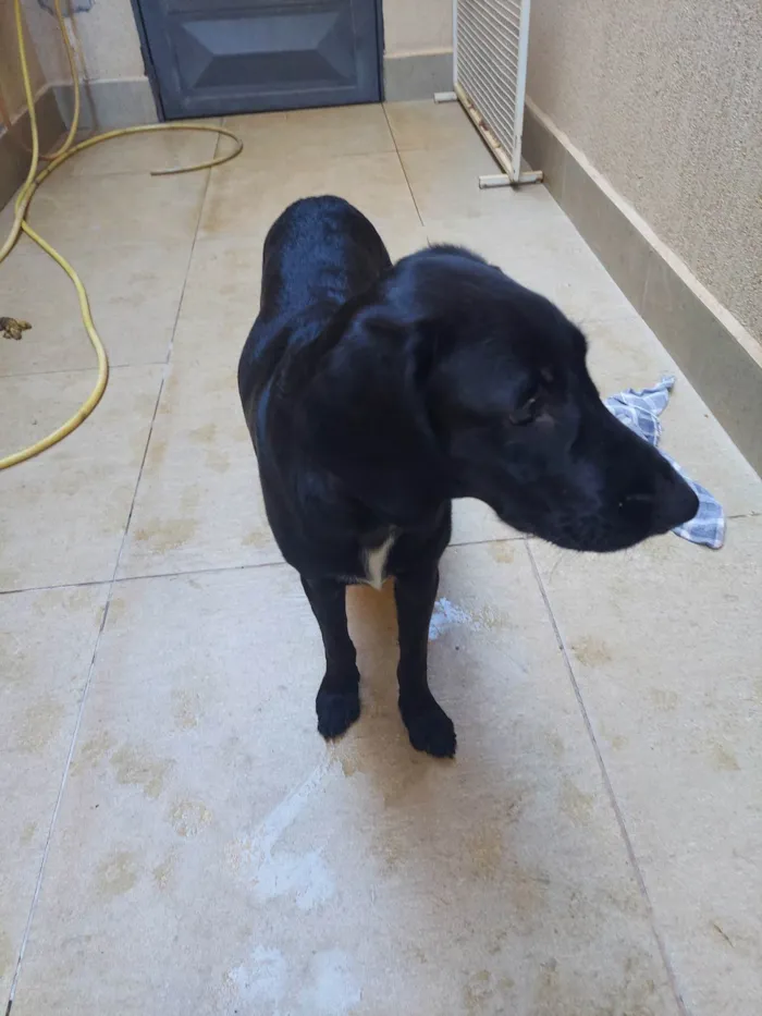 Cachorro ra a labrador idade 7 a 11 meses nome pretinho