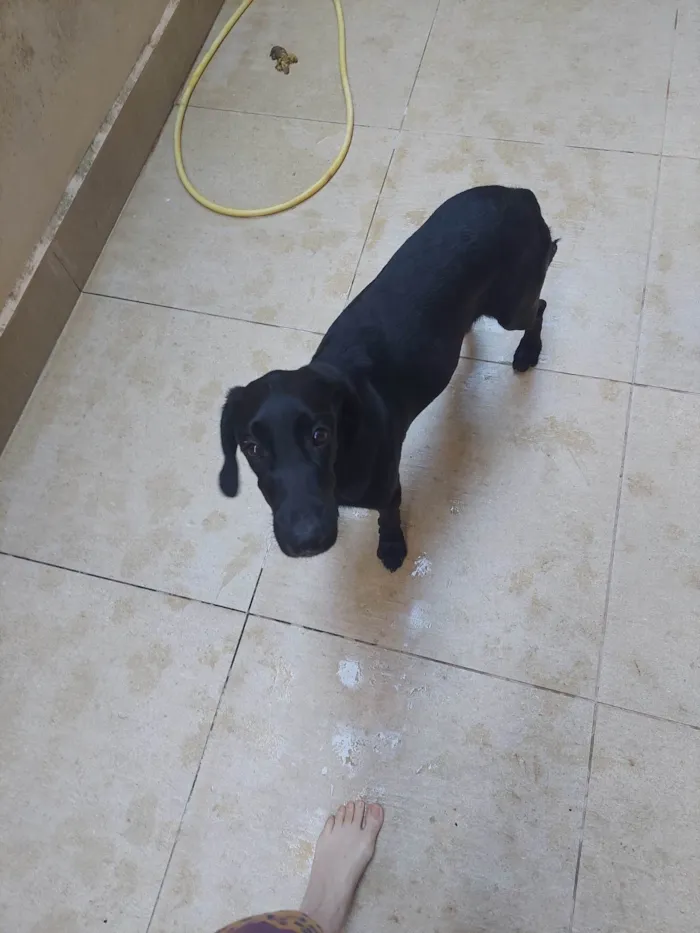 Cachorro ra a labrador idade 7 a 11 meses nome pretinho