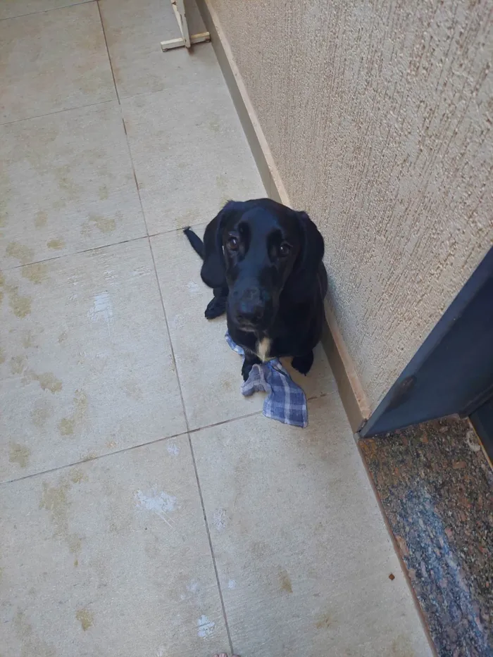 Cachorro ra a labrador idade 7 a 11 meses nome pretinho