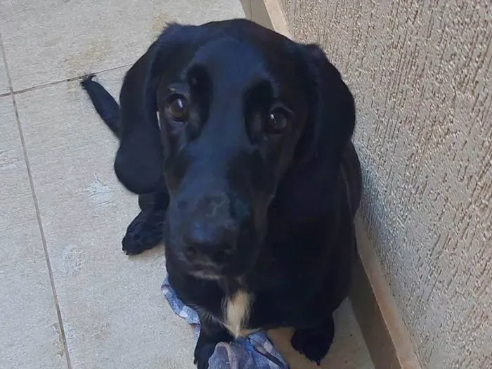 Cachorro ra a labrador idade 7 a 11 meses nome pretinho