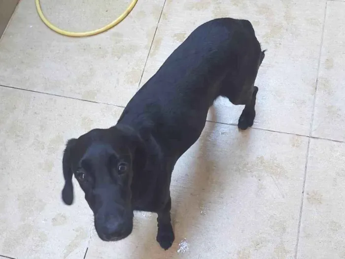 Cachorro ra a labrador idade 7 a 11 meses nome pretinho