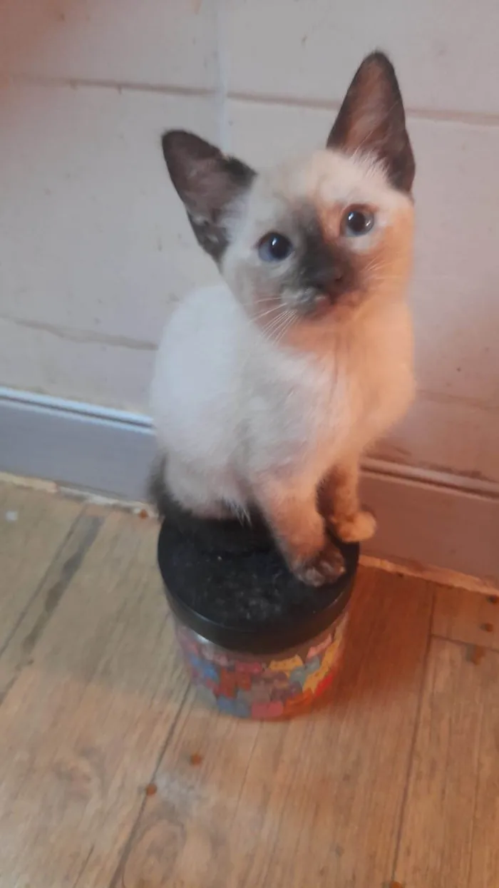 Gato ra a SRD-ViraLata idade 2 a 6 meses nome Babi