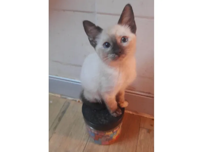 Gato ra a SRD-ViraLata idade 2 a 6 meses nome Babi