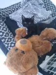 Ted