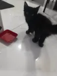Ted