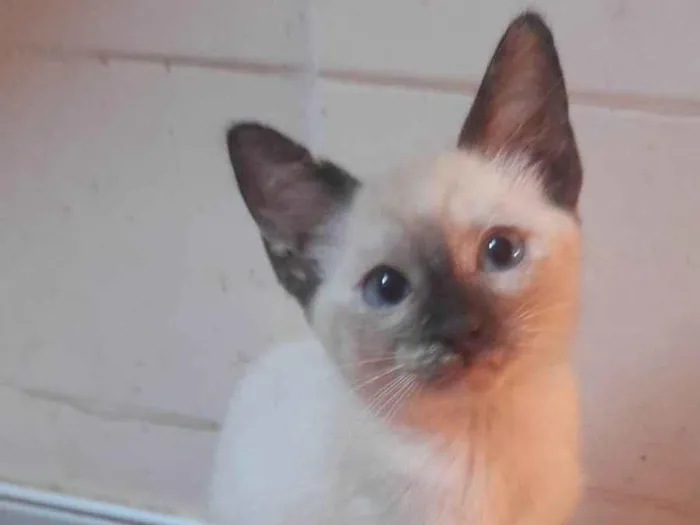 Gato ra a SRD-ViraLata idade 2 a 6 meses nome Babi