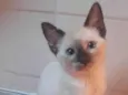 Babi