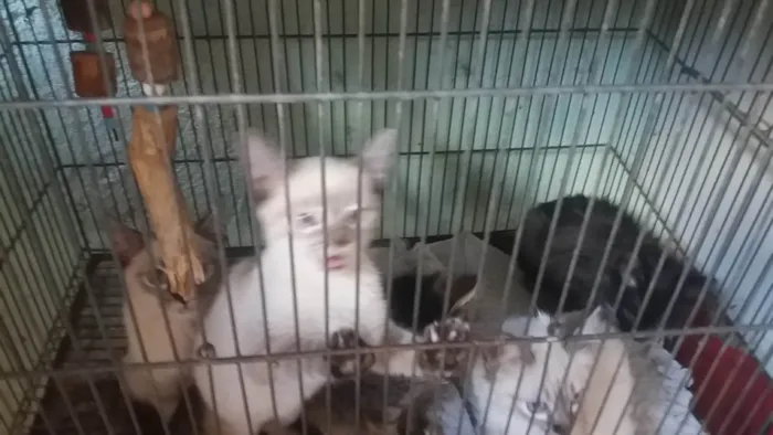 Gato ra a Srd idade 2 a 6 meses nome Anjinhos