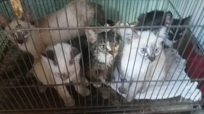 Gato ra a Srd idade 2 a 6 meses nome Anjinhos