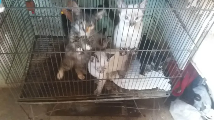 Gato ra a Srd idade 2 a 6 meses nome Anjinhos