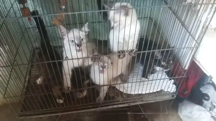 Gato ra a Srd idade 2 a 6 meses nome Anjinhos