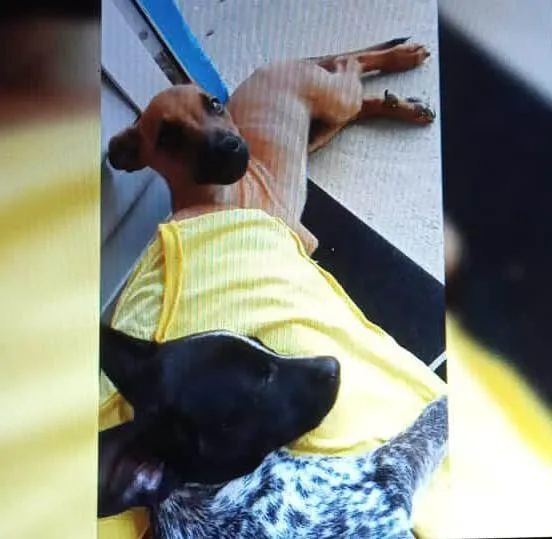 Cachorro ra a SRD-ViraLata idade 5 anos nome Ralf e bela