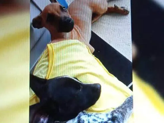 Cachorro ra a SRD-ViraLata idade 5 anos nome Ralf e bela