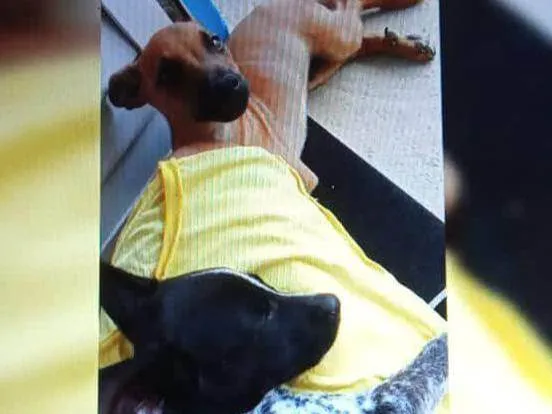 Cachorro ra a SRD-ViraLata idade 5 anos nome Ralf e bela