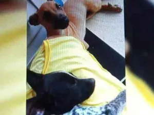 Cachorro raça SRD-ViraLata idade 5 anos nome Ralf e bela