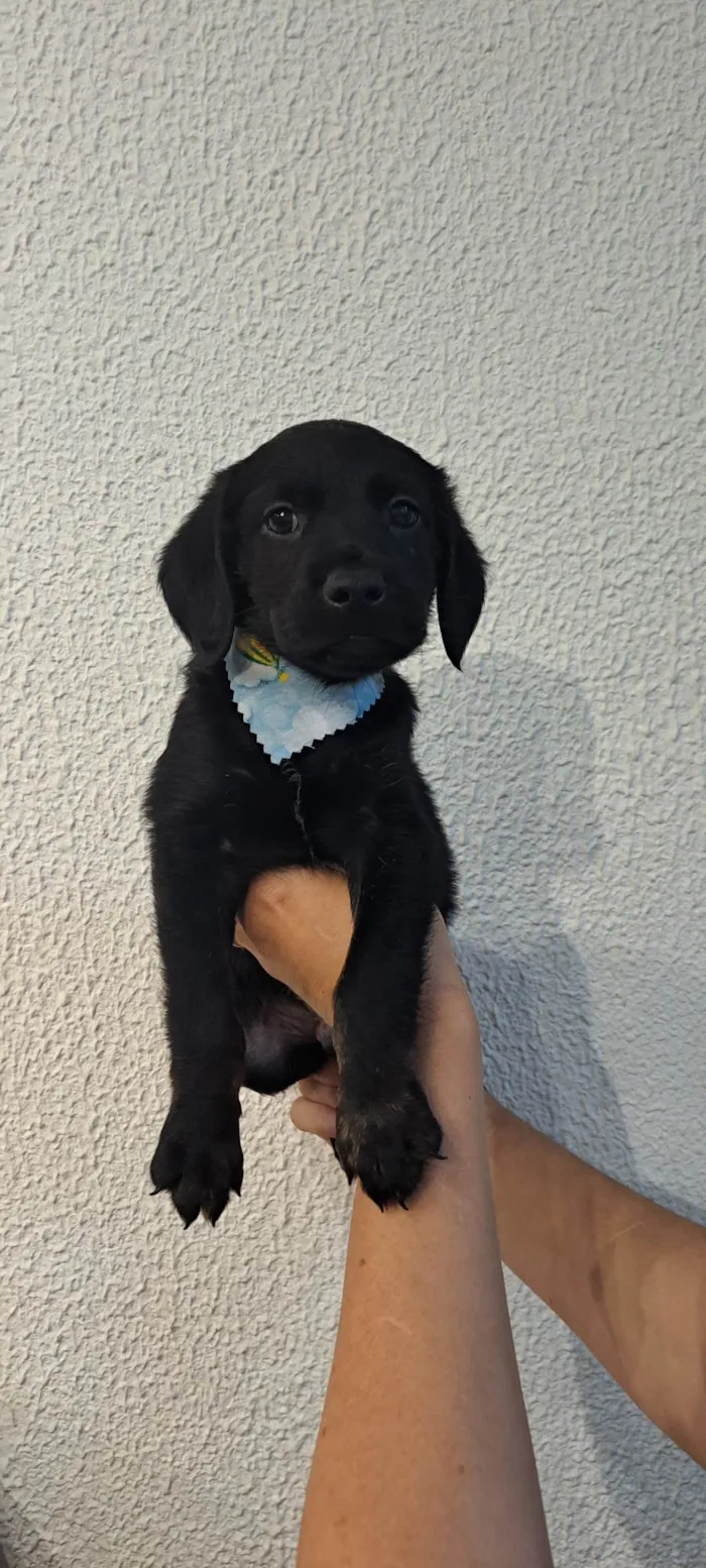 Cachorro ra a SRD-ViraLata idade Abaixo de 2 meses nome Tomy