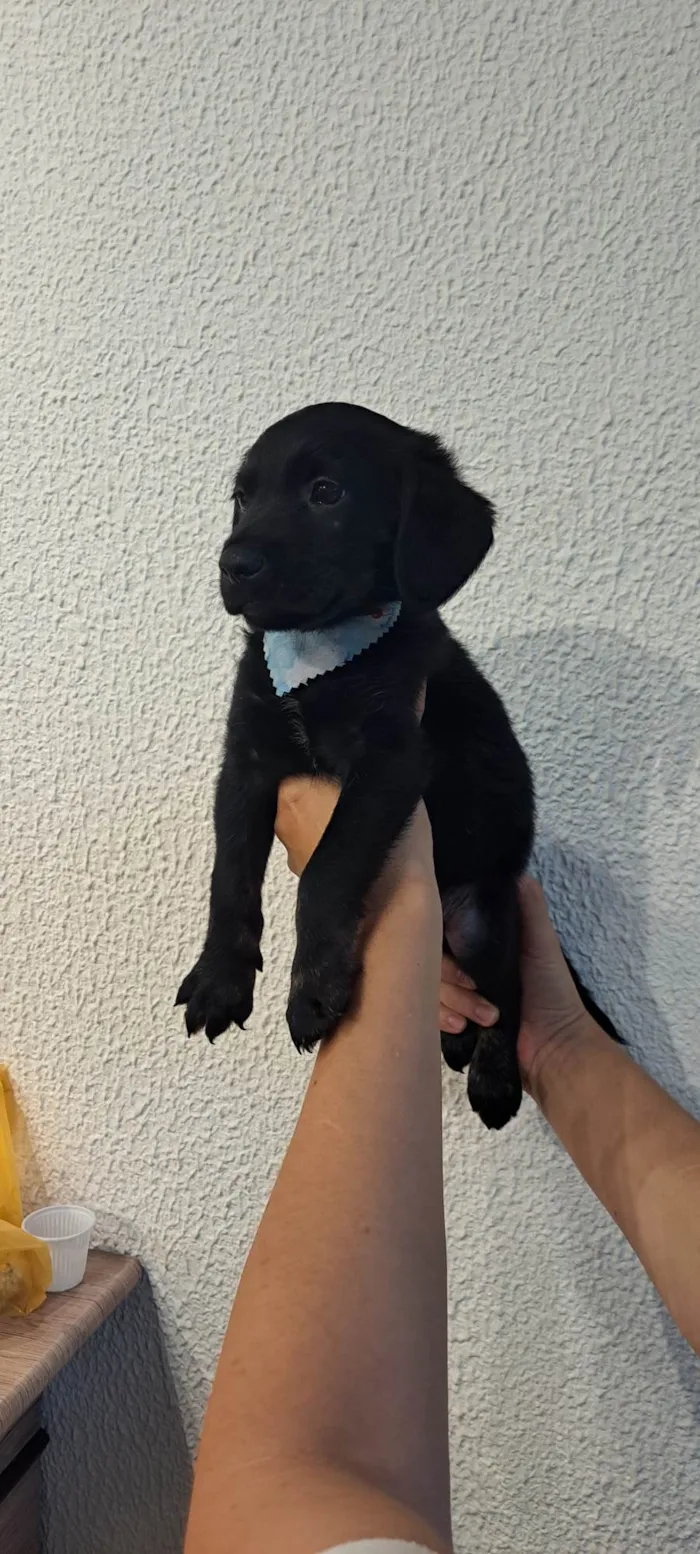 Cachorro ra a SRD-ViraLata idade Abaixo de 2 meses nome Tomy