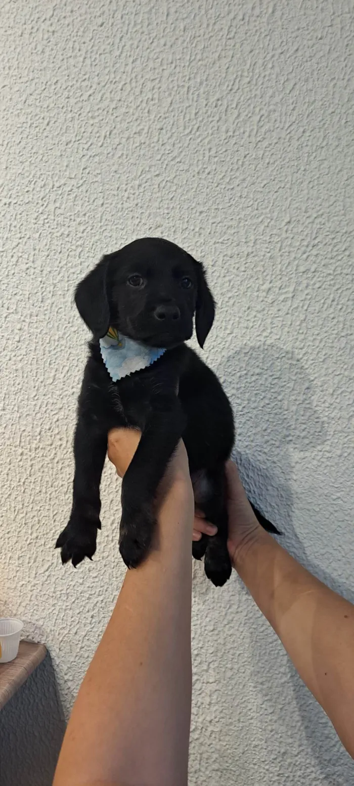 Cachorro ra a SRD-ViraLata idade Abaixo de 2 meses nome Tomy