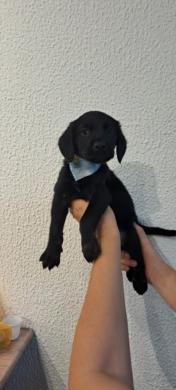 Cachorro ra a SRD-ViraLata idade Abaixo de 2 meses nome Tomy