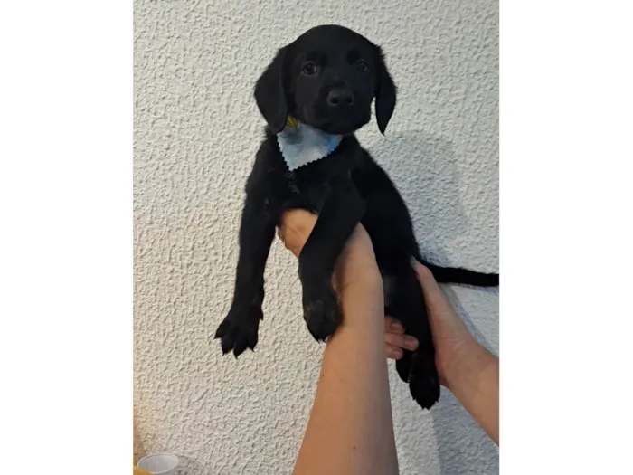 Cachorro ra a SRD-ViraLata idade Abaixo de 2 meses nome Tomy