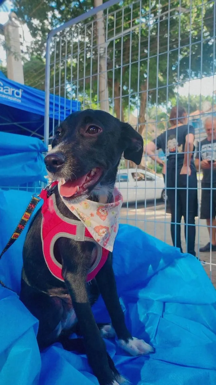 Cachorro ra a SRD-ViraLata idade 7 a 11 meses nome Manuela