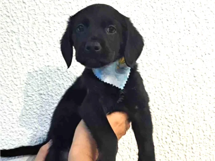 Cachorro ra a SRD-ViraLata idade Abaixo de 2 meses nome Tomy