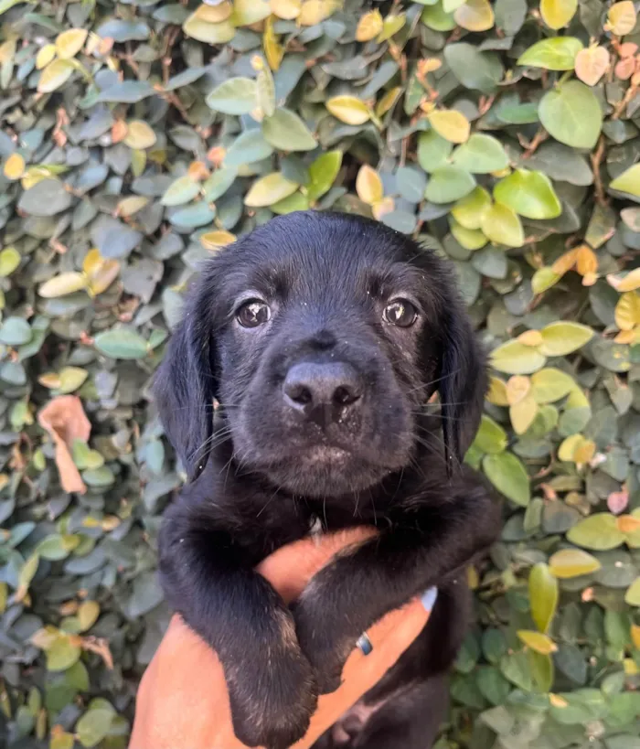 Cachorro ra a SRD-ViraLata idade Abaixo de 2 meses nome Tomy