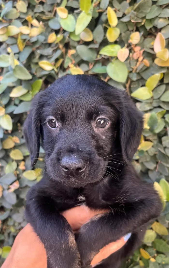 Cachorro ra a SRD-ViraLata idade Abaixo de 2 meses nome Tomy