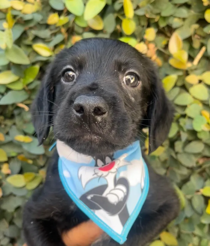 Cachorro ra a SRD-ViraLata idade Abaixo de 2 meses nome Tomy