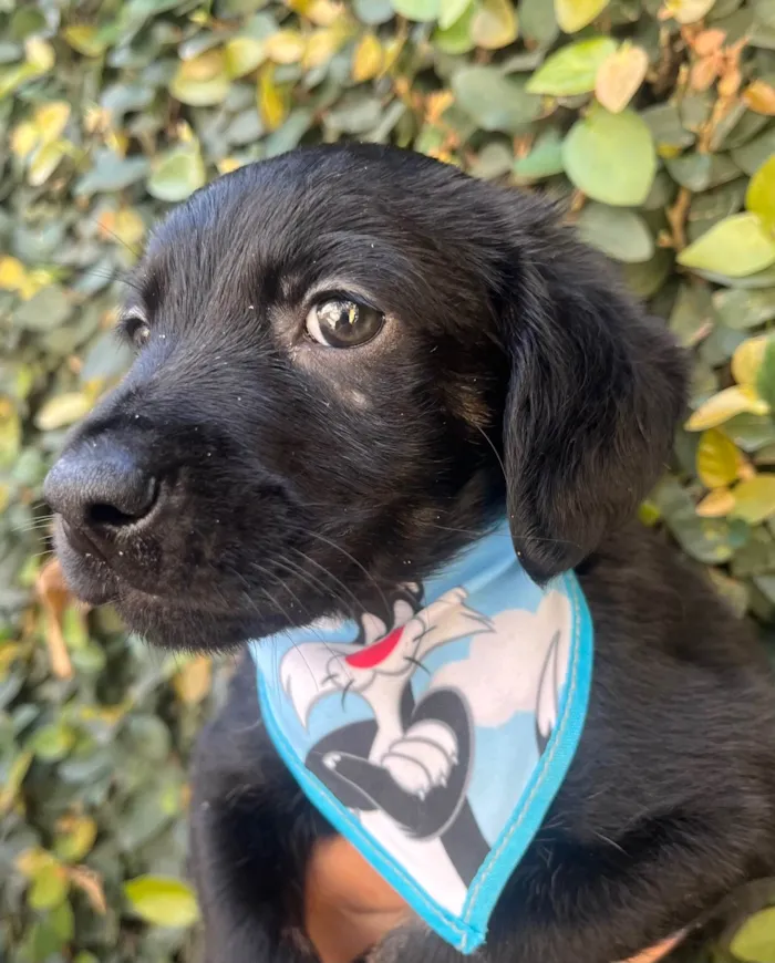 Cachorro ra a SRD-ViraLata idade Abaixo de 2 meses nome Tomy