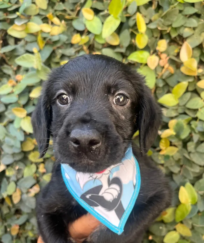 Cachorro ra a SRD-ViraLata idade Abaixo de 2 meses nome Tomy