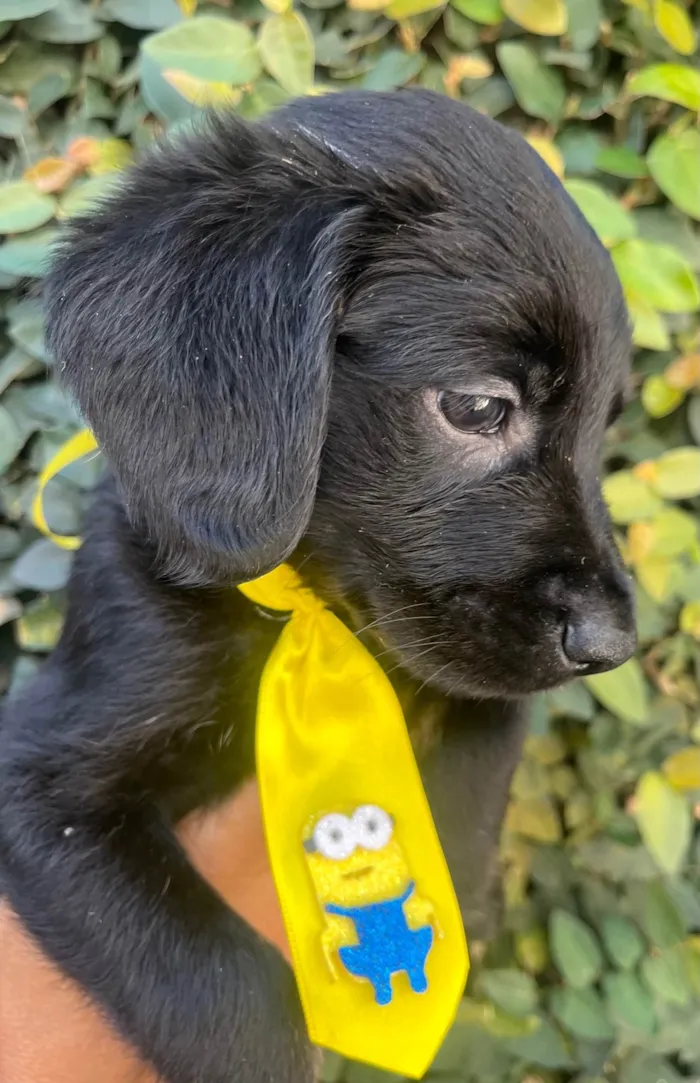 Cachorro ra a SRD-ViraLata idade Abaixo de 2 meses nome Tomy