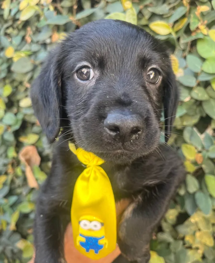 Cachorro ra a SRD-ViraLata idade Abaixo de 2 meses nome Tomy