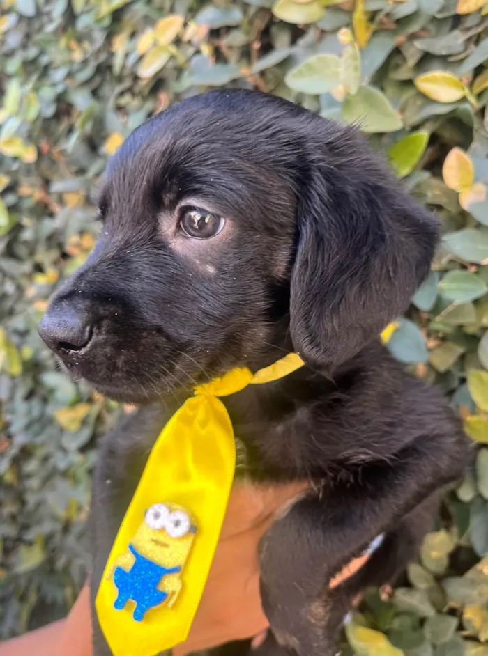 Cachorro ra a SRD-ViraLata idade Abaixo de 2 meses nome Tomy