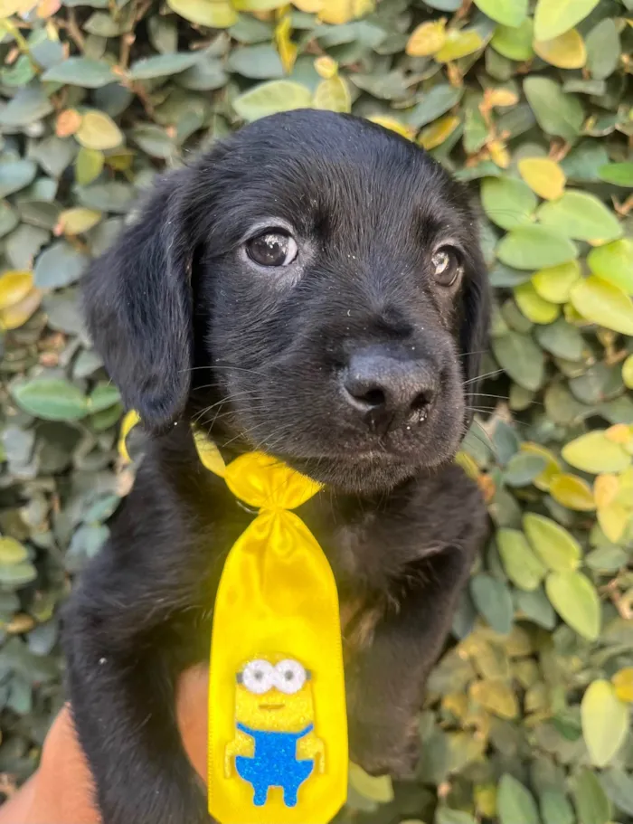 Cachorro ra a SRD-ViraLata idade Abaixo de 2 meses nome Tomy