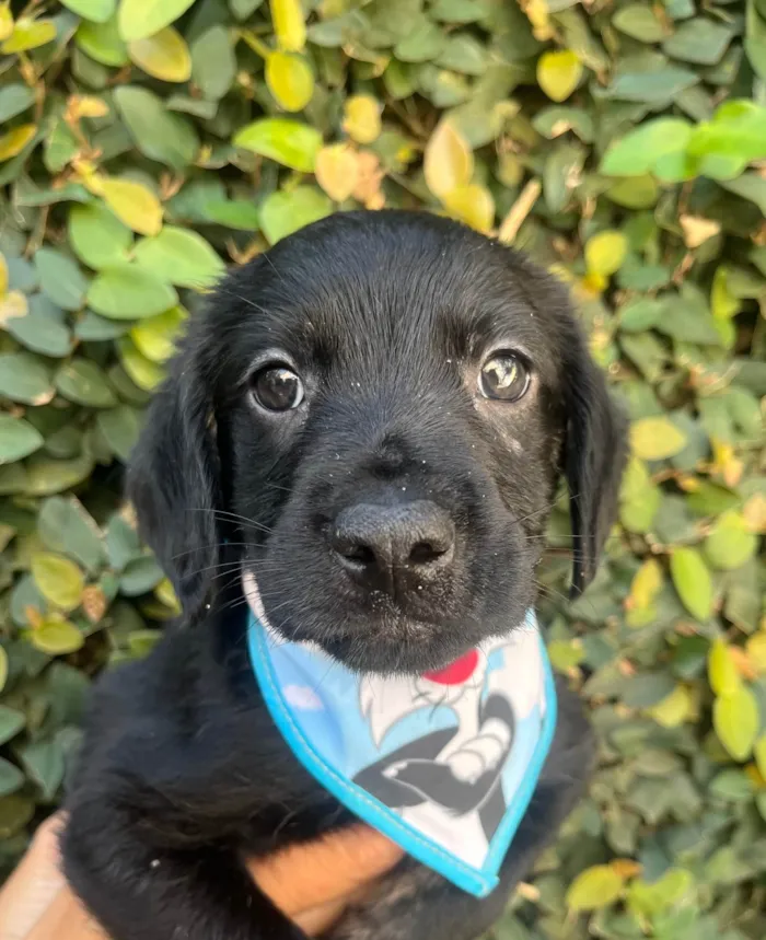 Cachorro ra a SRD-ViraLata idade Abaixo de 2 meses nome Tomy