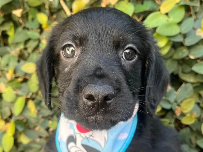 Cachorro ra a SRD-ViraLata idade Abaixo de 2 meses nome Tomy