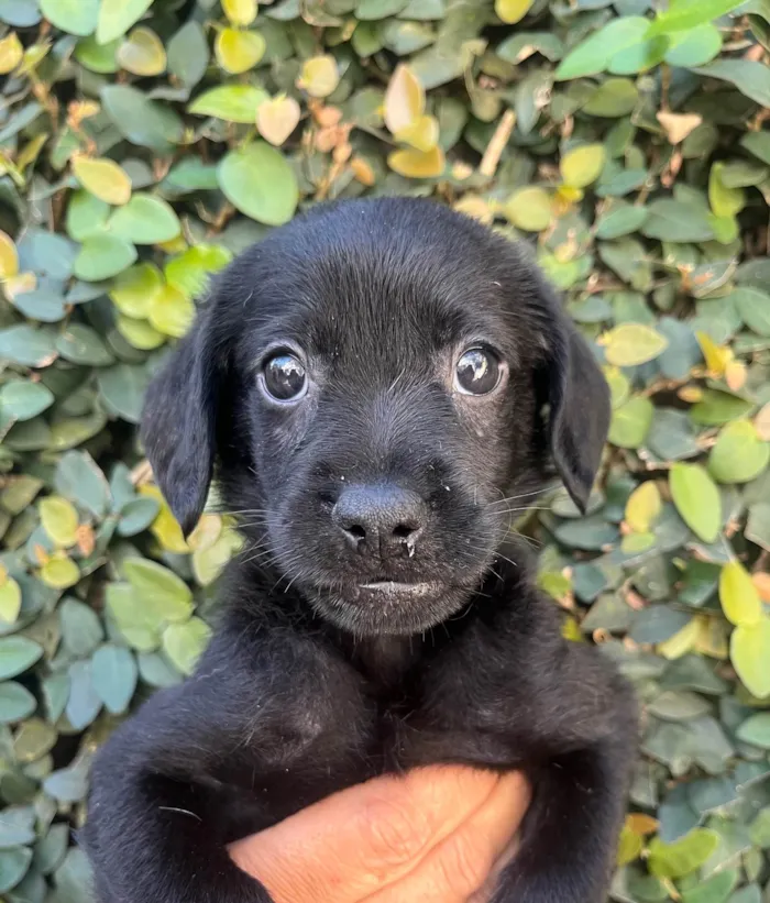 Cachorro ra a SRD-ViraLata idade Abaixo de 2 meses nome Toby