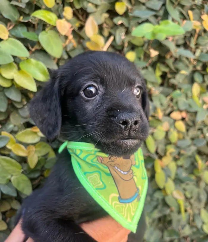 Cachorro ra a SRD-ViraLata idade Abaixo de 2 meses nome Toby