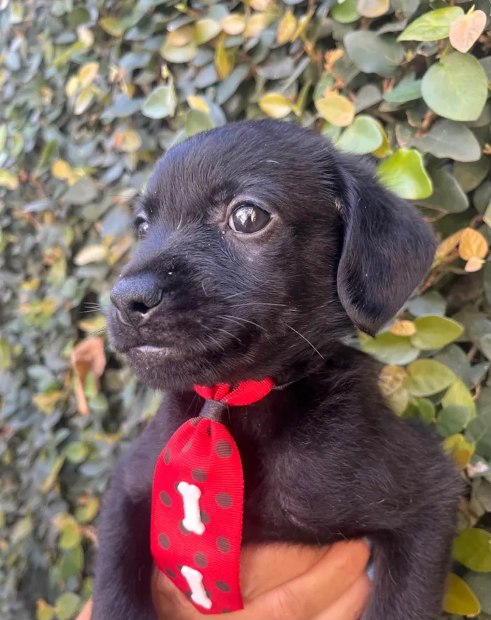 Cachorro ra a SRD-ViraLata idade Abaixo de 2 meses nome Toby