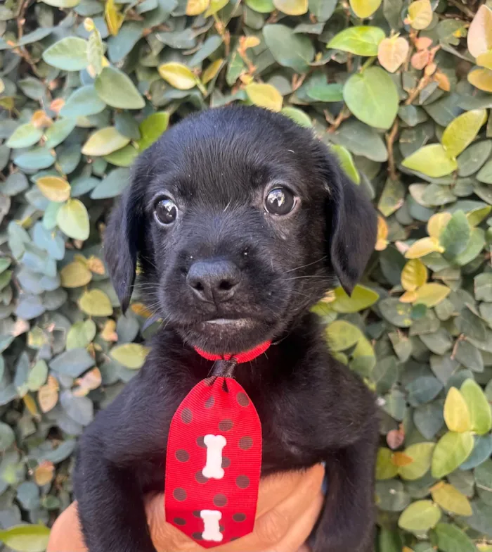 Cachorro ra a SRD-ViraLata idade Abaixo de 2 meses nome Toby